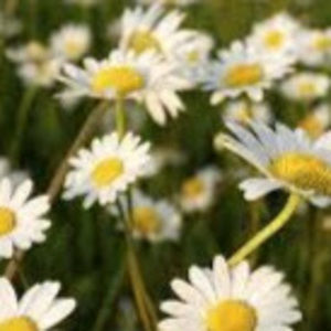 Meet your Posher, Lillian